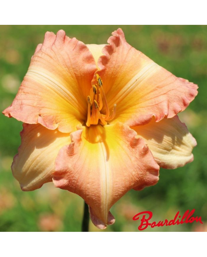 Hemerocalle : Peachy Pie