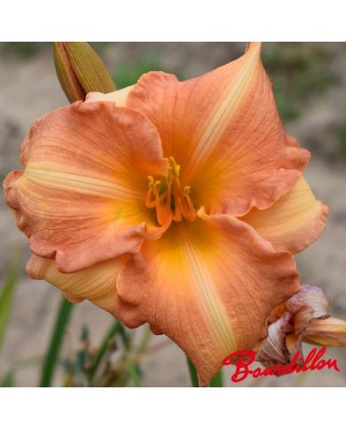 Hemerocalle : Peachy Pie
