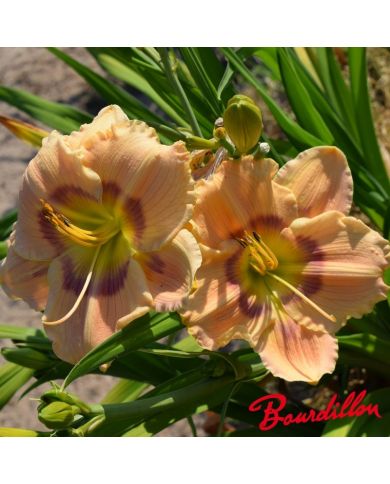 Hémérocalle : Priscilla's Rainbow