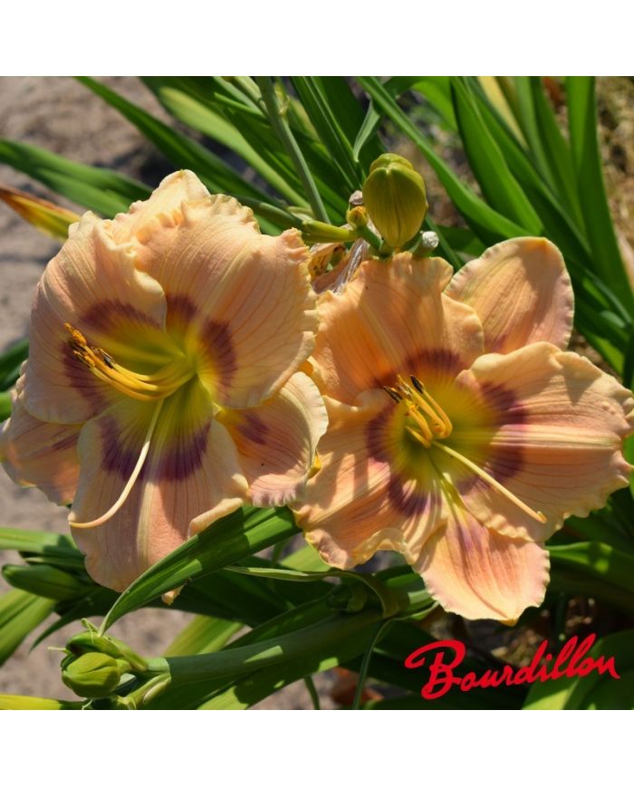 Hémérocalle : Priscilla's Rainbow