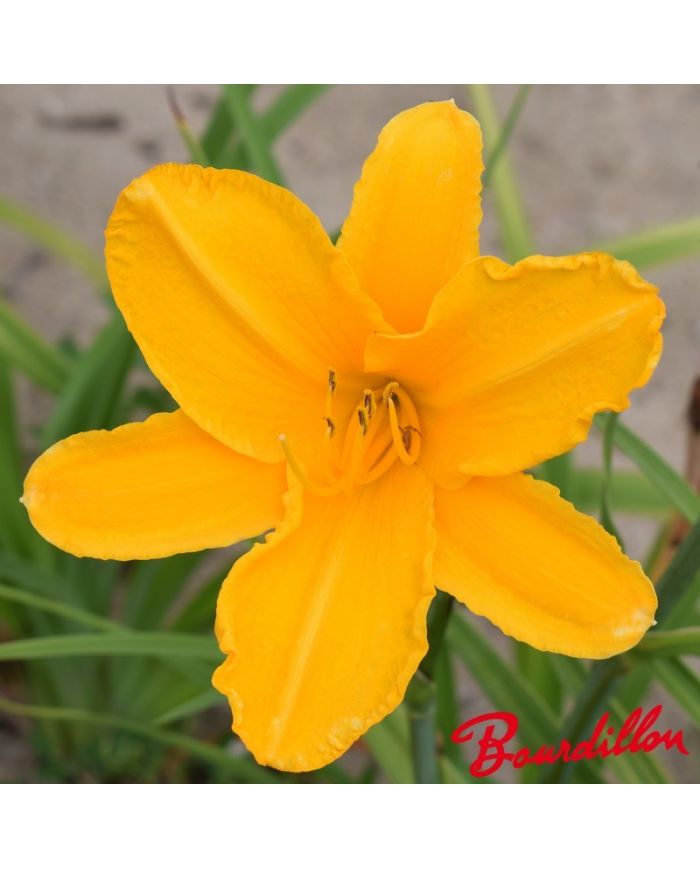 Hémérocalle : Raimbow Gold