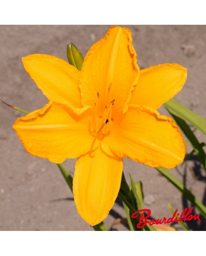 Hémérocalle : Raimbow Gold