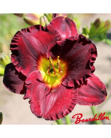 Hemerocalle : Rubis De Sologne