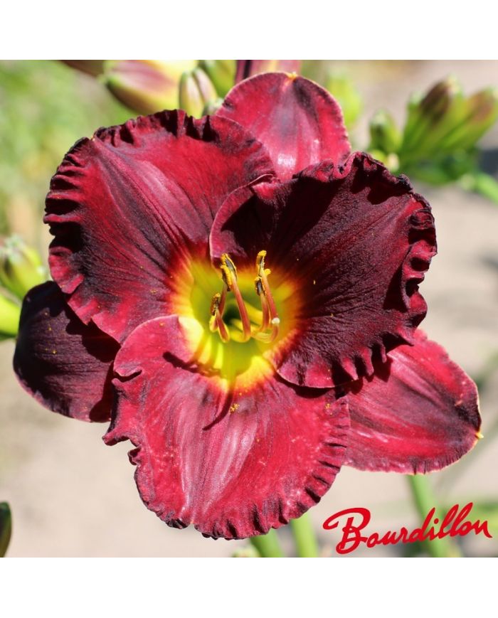 Hemerocalle : Rubis De Sologne