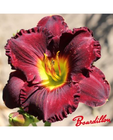 Hemerocalle : Rubis De Sologne