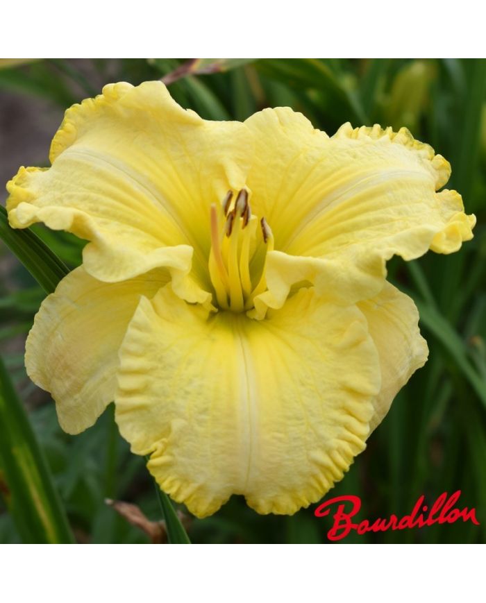 Hemerocalle : Ruffled Dude
