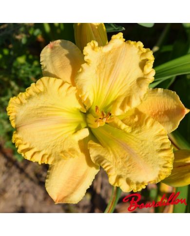 Hemerocalle : Ruffled Dude