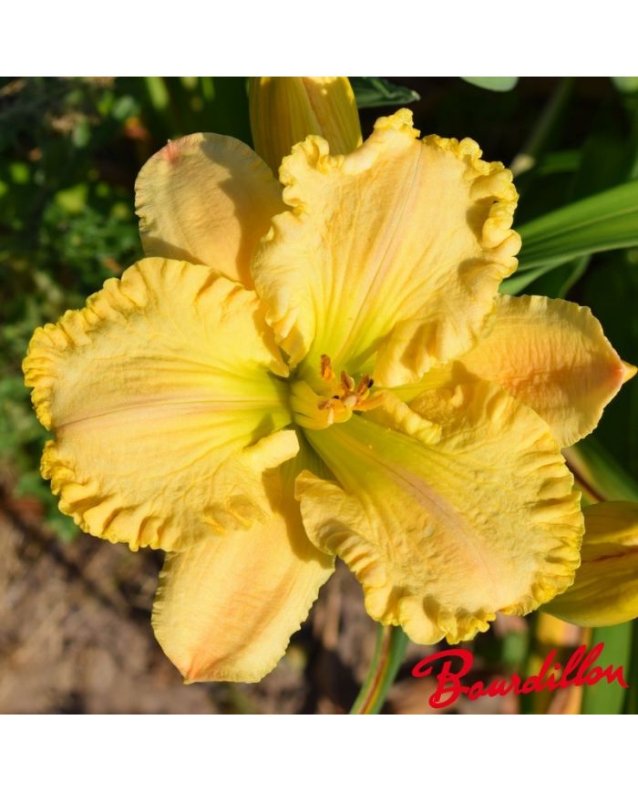Hemerocalle : Ruffled Dude