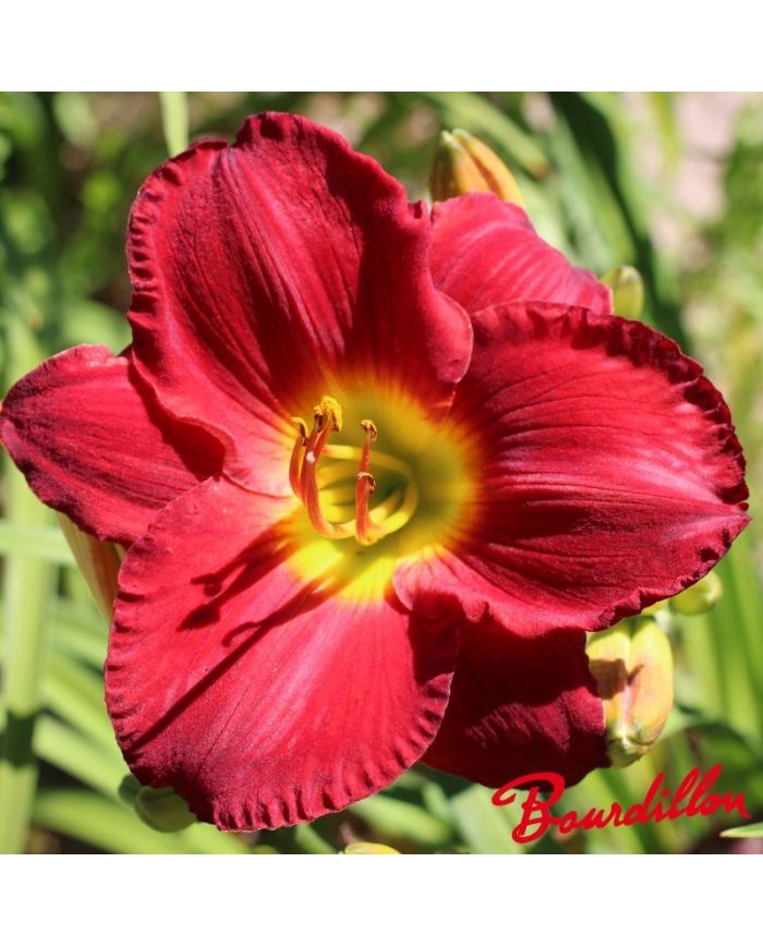 Hemerocalle : SCARLET ORBIT
