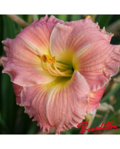 Hemerocalle : SEMINOLE WIND