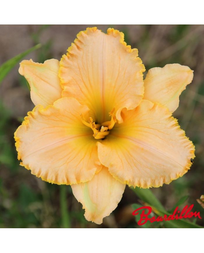Hemerocalle : SOMETHING WONDERFUL