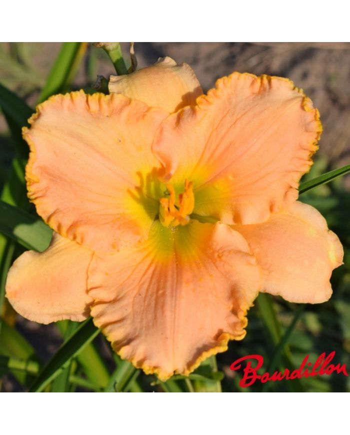 Hemerocalle : SOMETHING WONDERFUL