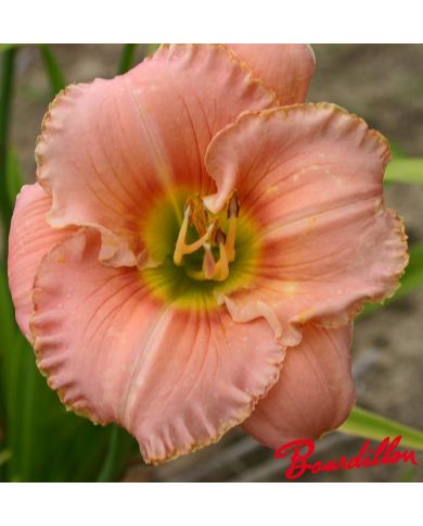 Hemerocalle : SPLENDID TOUCH