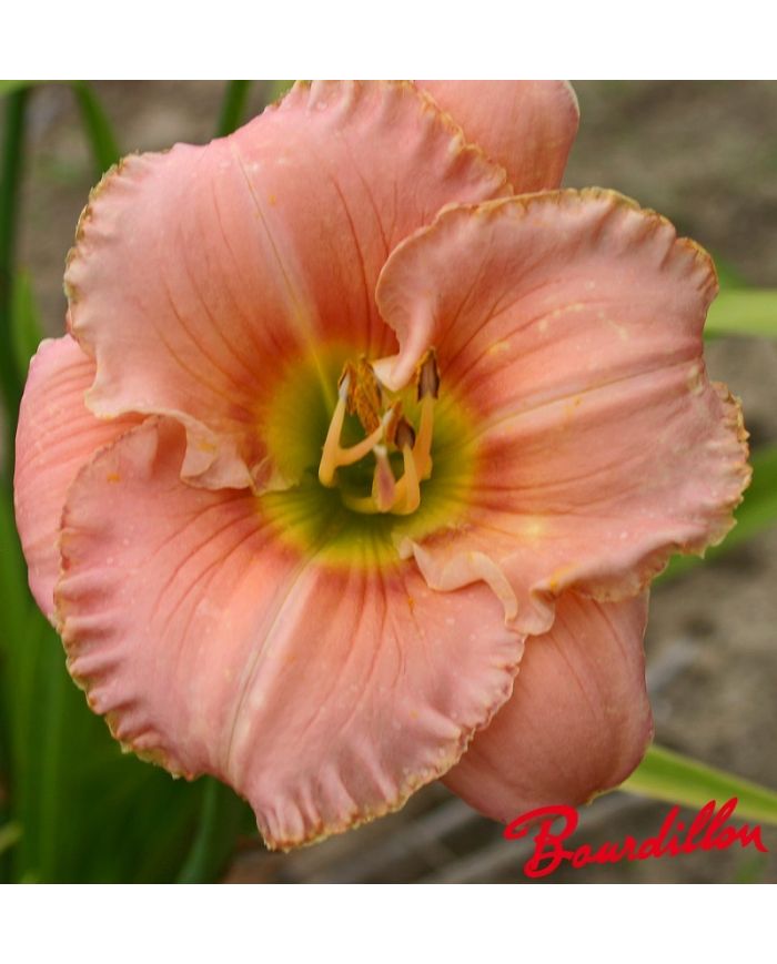 Hemerocalle : SPLENDID TOUCH