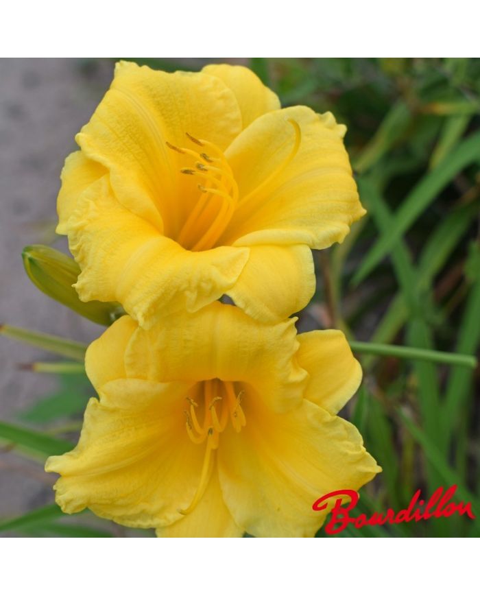 Hemerocalle : Stella De Oro