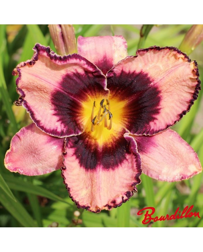 Hemerocalle : EXOTIC TREASURE