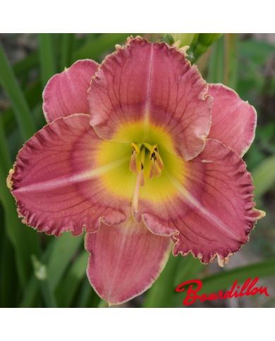 Hemerocalle : TRULY ANGELICA
