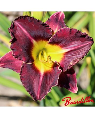 Hemerocalle : THUNDER AND LIGHTNING