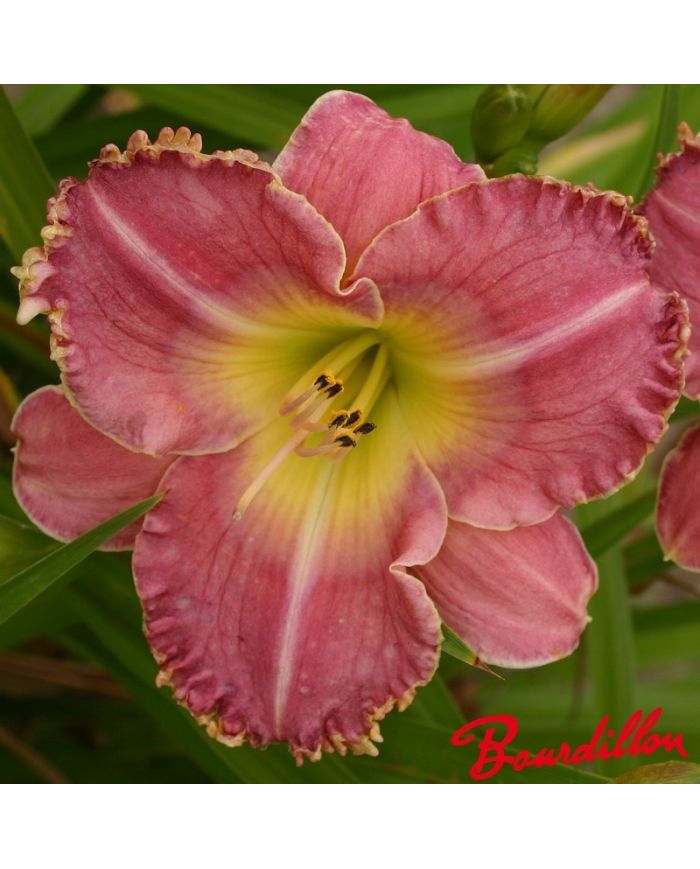 Hémérocalle : Truly Angelica