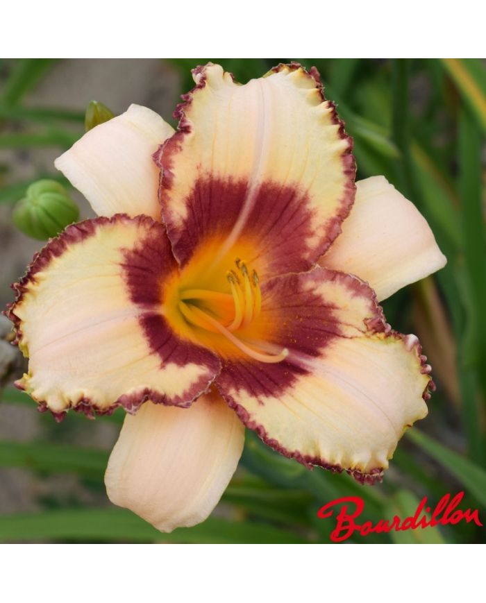Hemerocalle : Vanille Fraise