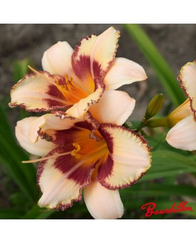 Hemerocalle : Vanille Fraise