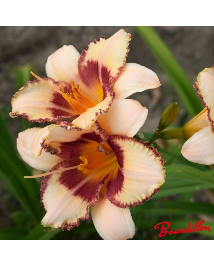Hemerocalle : Vanille Fraise