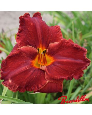 Hémérocalle : Velours Rouge