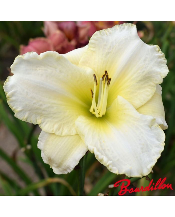 Hemerocalle : WHITE PERFECTION