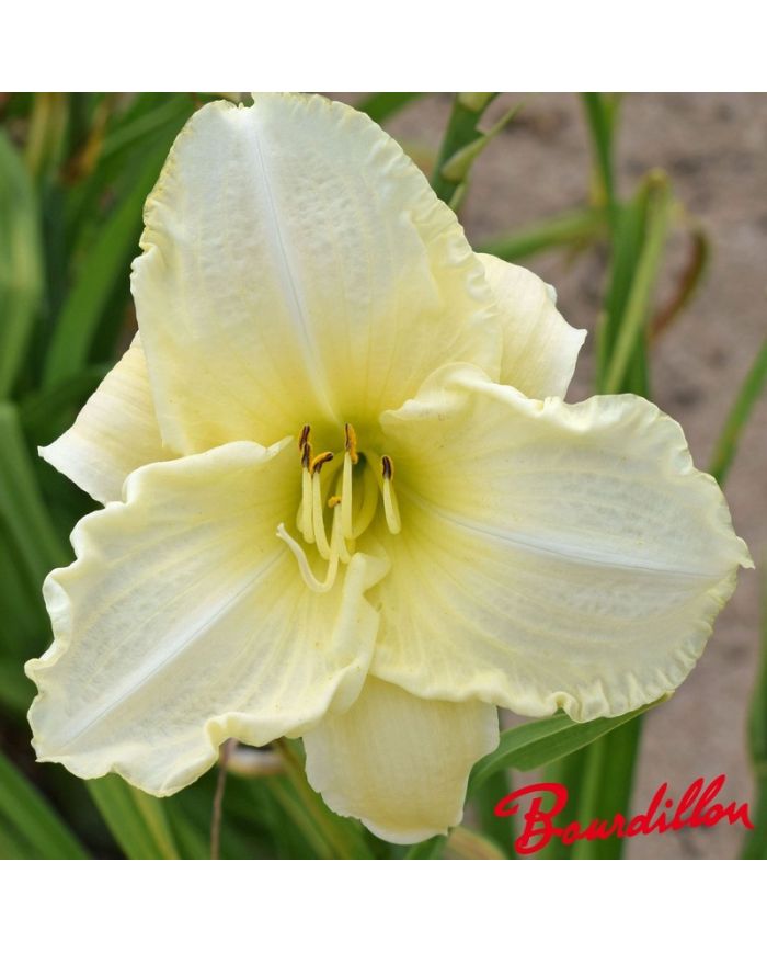 Hemerocalle : WHITE PERFECTION