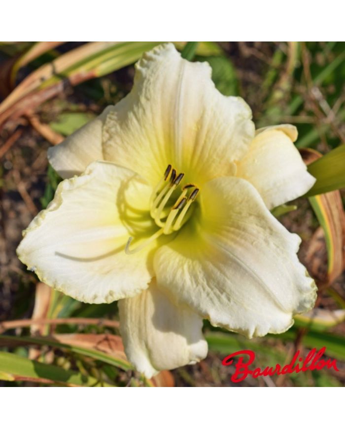 Hemerocalle : WHITE PERFECTION