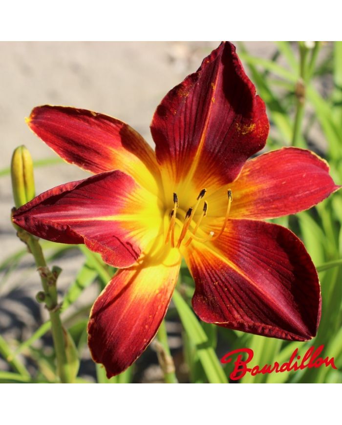 Hemerocalle : Ruby Spider