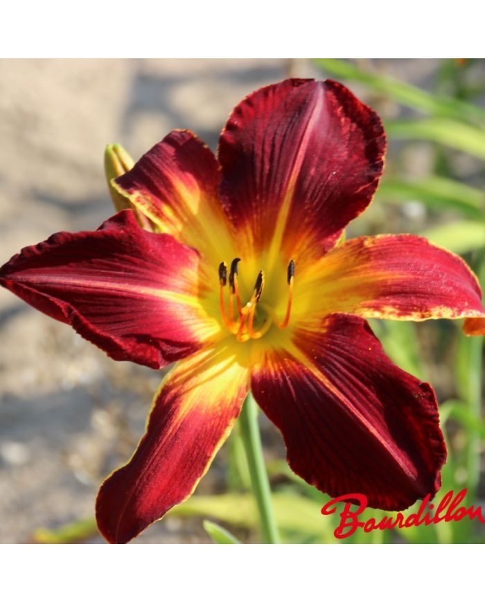 Hemerocalle : Ruby Spider
