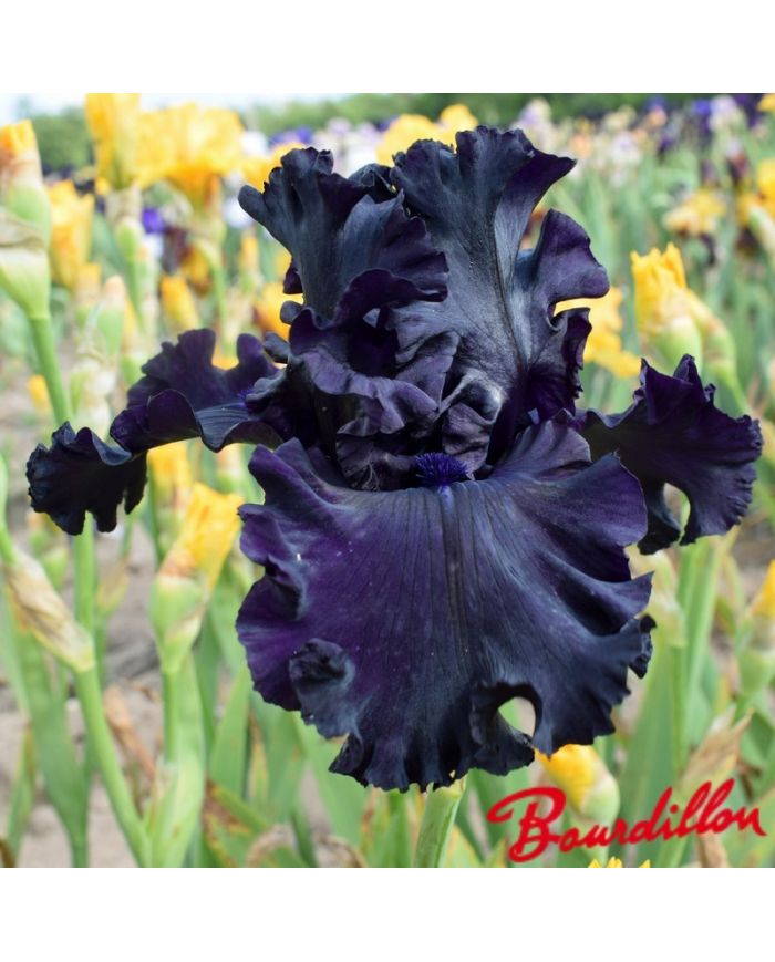 Iris : All Night Long