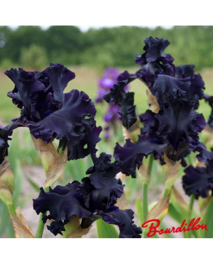 Iris : All Night Long