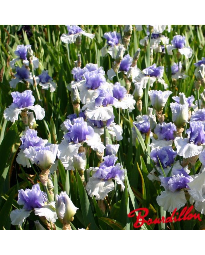 Iris : Alpenview