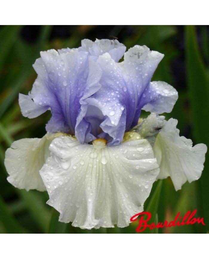 Iris : Alpenview