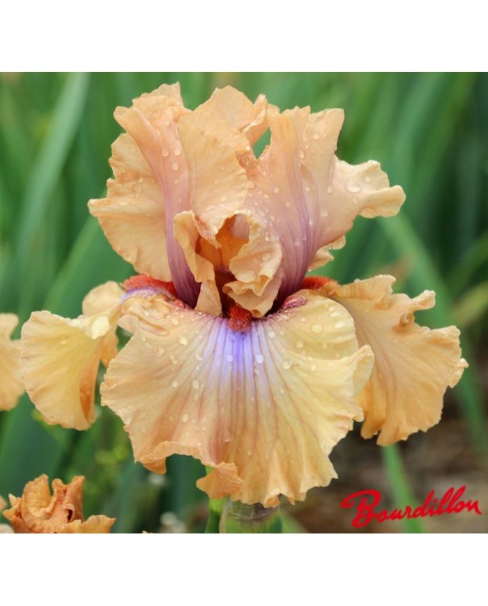 Iris : Amber Essence