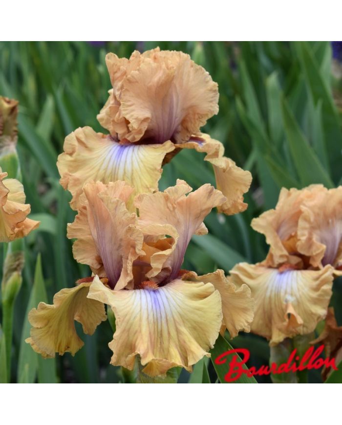 Iris : Amber Essence