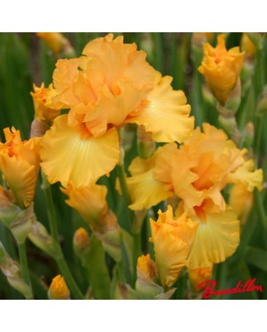 Iris : Amplifield