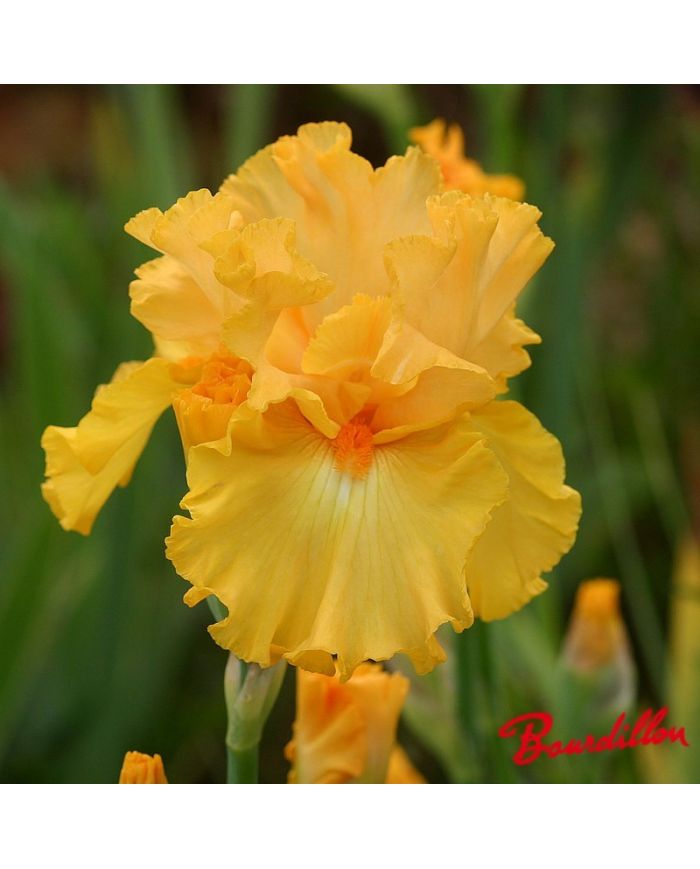 Iris : Amplifield