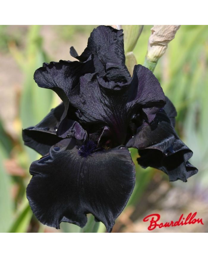 Iris : Anvil Of Darkness