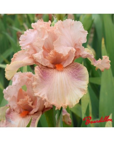 Iris : Augustine
