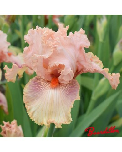 Iris : Augustine