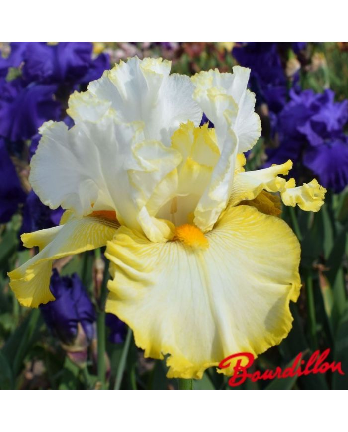 Iris : Better Than Butter