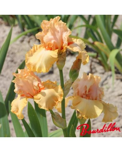 Iris : Big Squeeze