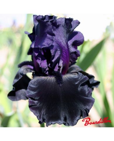 Iris : Black Is Black