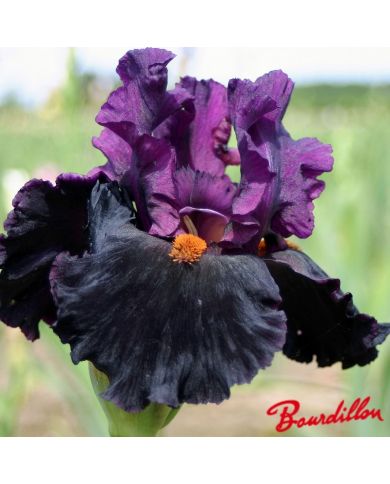 Iris : Black Magic Woman