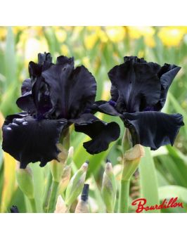 Iris : Black Suited