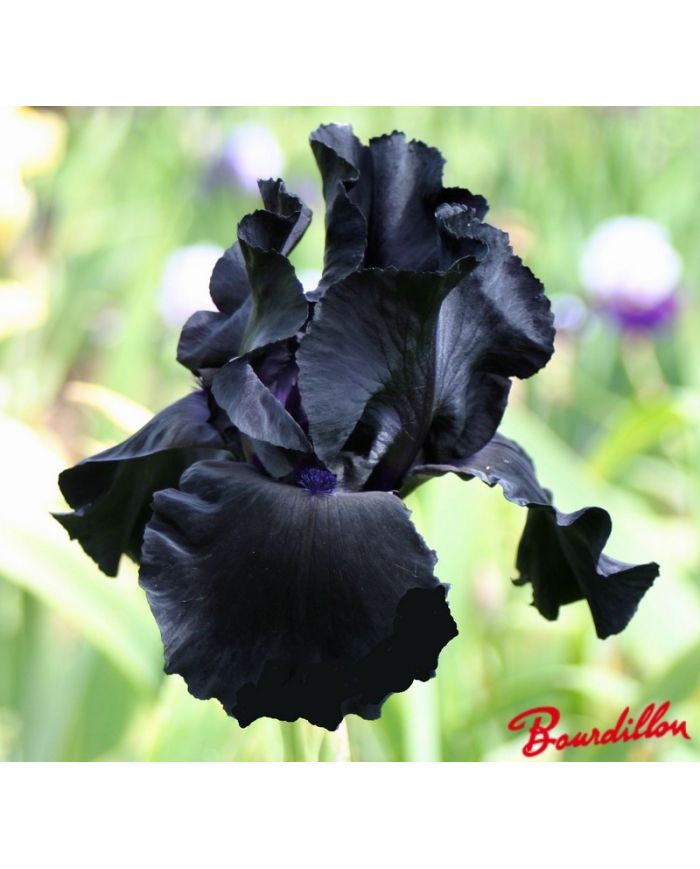 Iris : Black Suited
