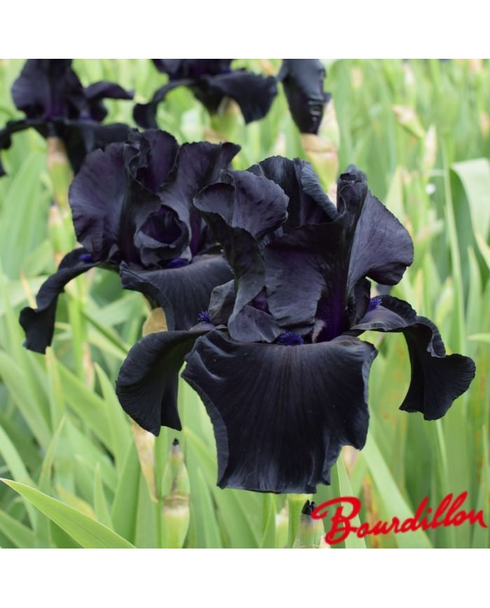 Iris : Black Suited